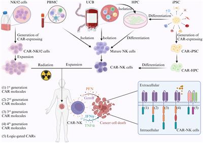 CAR-NK cells for cancer immunotherapy: recent advances and future directions